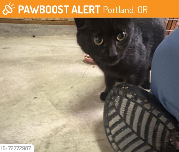 Found/Stray Female Cat last seen Ne going and ne cully st, Portland, OR 97218