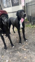Lost Male Dog last seen Decker Hills Magnolia TX- Dobbin Huffsmith Rd, Magnolia, TX 77354