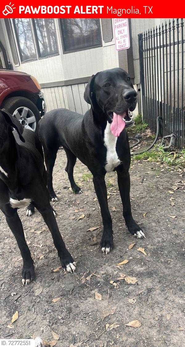 Lost Male Dog last seen Decker Hills Magnolia TX- Dobbin Huffsmith Rd, Magnolia, TX 77354