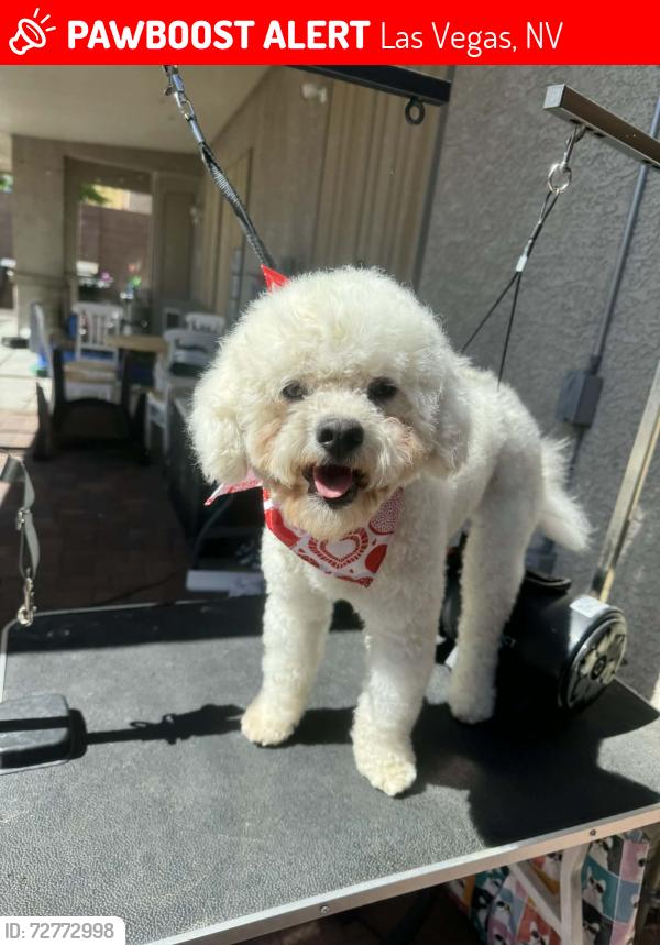 Lost Male Dog last seen Charleston and Marion, Las Vegas, NV 89145