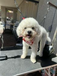 Lost Male Dog last seen Charleston and Marion, Las Vegas, NV 89145