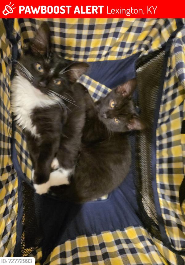 Lost Male Cat last seen Williams wells elementary , Lexington, KY 40508