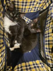 Lost Male Cat last seen Williams wells elementary , Lexington, KY 40508