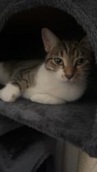 Lost Female Cat last seen Cude Cemetey, Willis, TX 77318