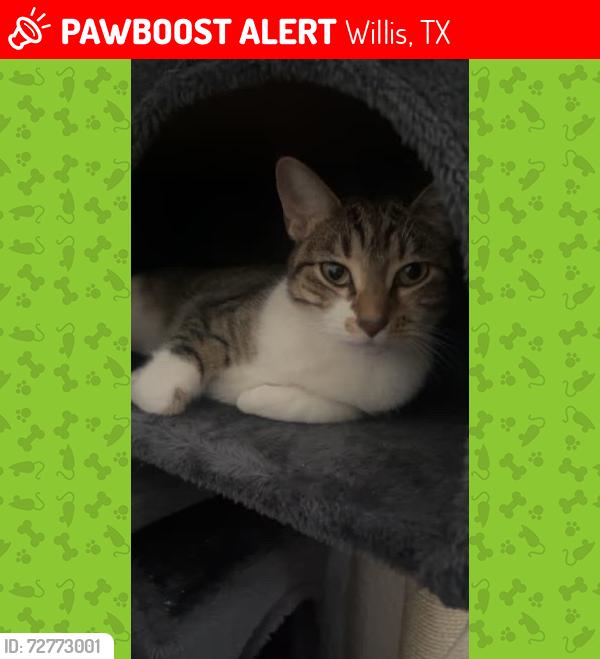 Lost Female Cat last seen Cude Cemetey, Willis, TX 77318