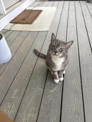 Found/Stray Female Cat last seen Hardwick drive, Cherokee County, GA 30115