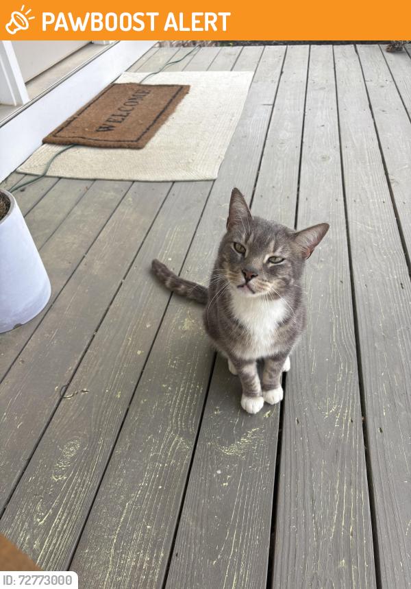 Found/Stray Female Cat last seen Hardwick drive, Cherokee County, GA 30115
