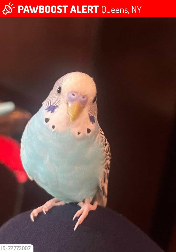 Lost Male Bird last seen 81st Street and Broadway Alley, Queens, NY 11373
