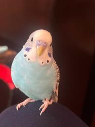 Lost Male Bird last seen 81st Street and Broadway Alley, Queens, NY 11373