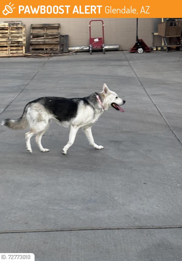 Found/Stray Female Dog last seen Desert sage elementary , Glendale, AZ 85310