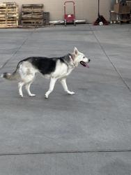 Found/Stray Female Dog last seen Desert sage elementary , Glendale, AZ 85310