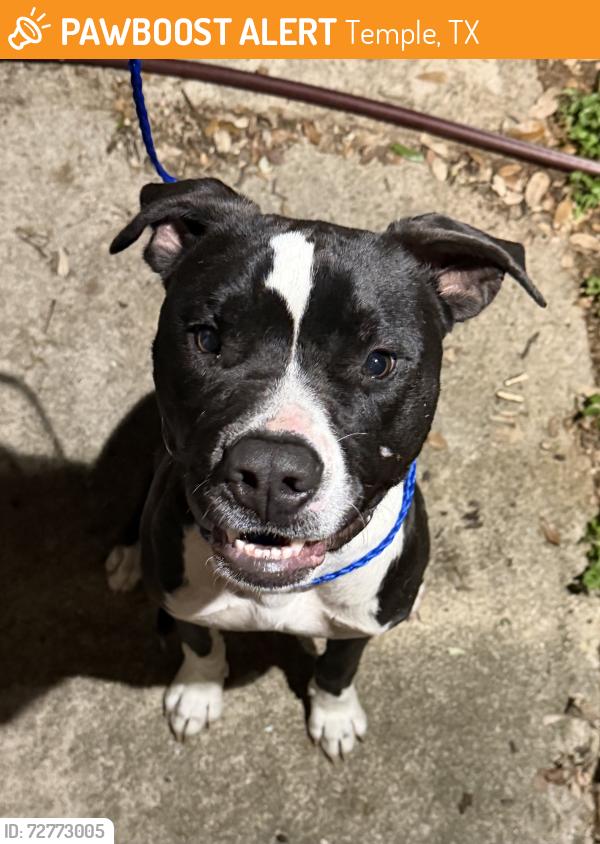 Found/Stray Male Dog last seen Creasey Dr, near CAC, Temple, TX 76501