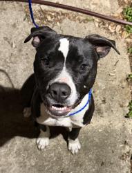 Found/Stray Male Dog last seen Creasey Dr, near CAC, Temple, TX 76501