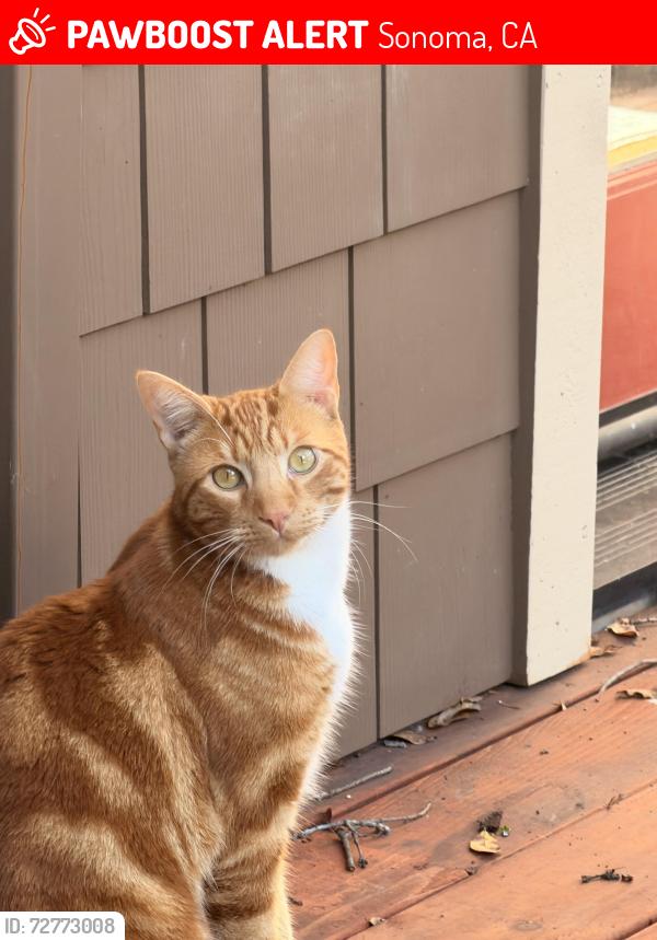 Lost Male Cat last seen Mountain , Sonoma, CA 95476