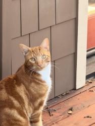 Lost Male Cat last seen Mountain , Sonoma, CA 95476