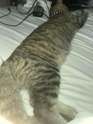 Lost Female Cat last seen Overby Road, Flowery Branch, GA 30542