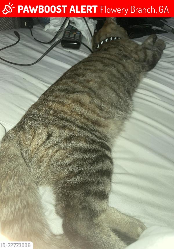 Lost Female Cat last seen Overby Road, Flowery Branch, GA 30542