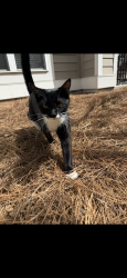 Lost Male Cat last seen Refuel/Eon gas station , Summerville, SC 29483