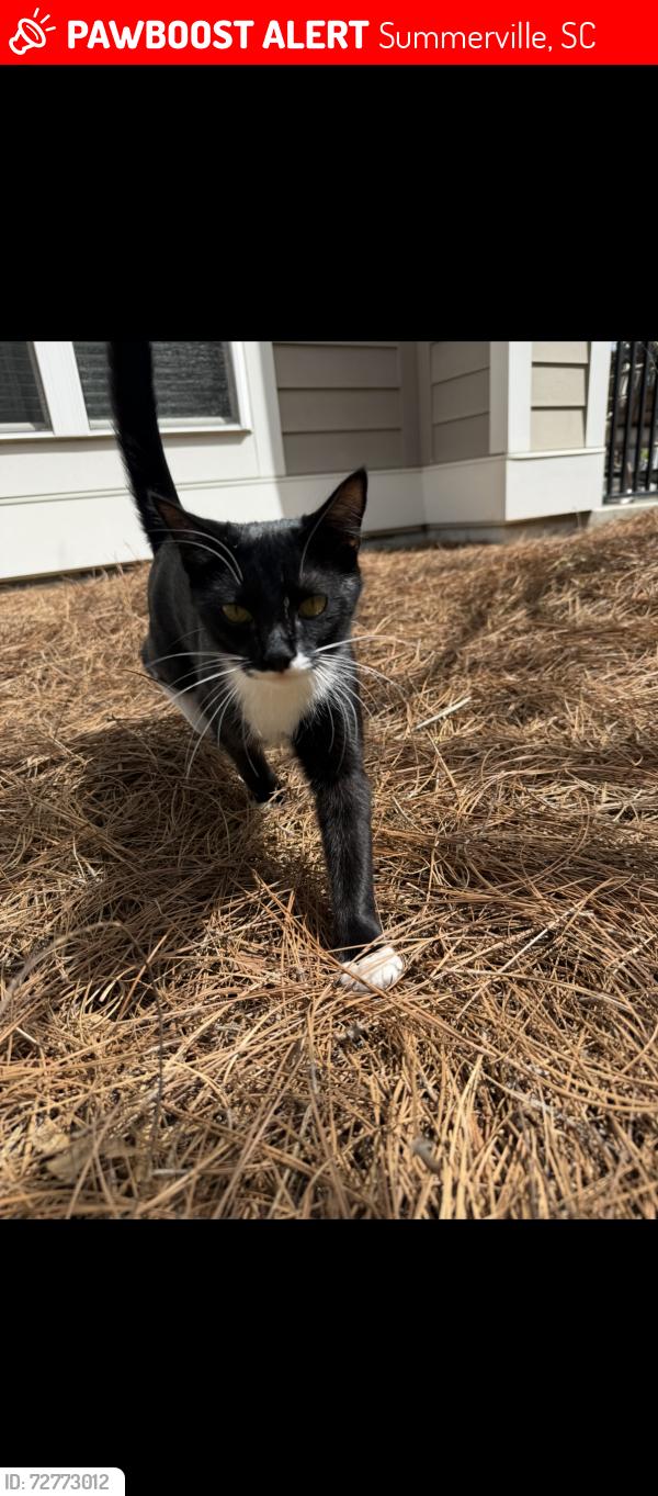 Lost Male Cat last seen Refuel/Eon gas station , Summerville, SC 29483