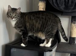 Lost Female Cat last seen Near n ave Saint Petersburg Florida 33716, St. Petersburg, FL 33716