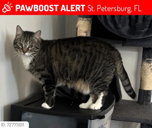 Lost Female Cat last seen Near n ave Saint Petersburg Florida 33716, St. Petersburg, FL 33716