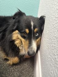 Lost Male Dog last seen Mavera, Montgomery County, TX 77302