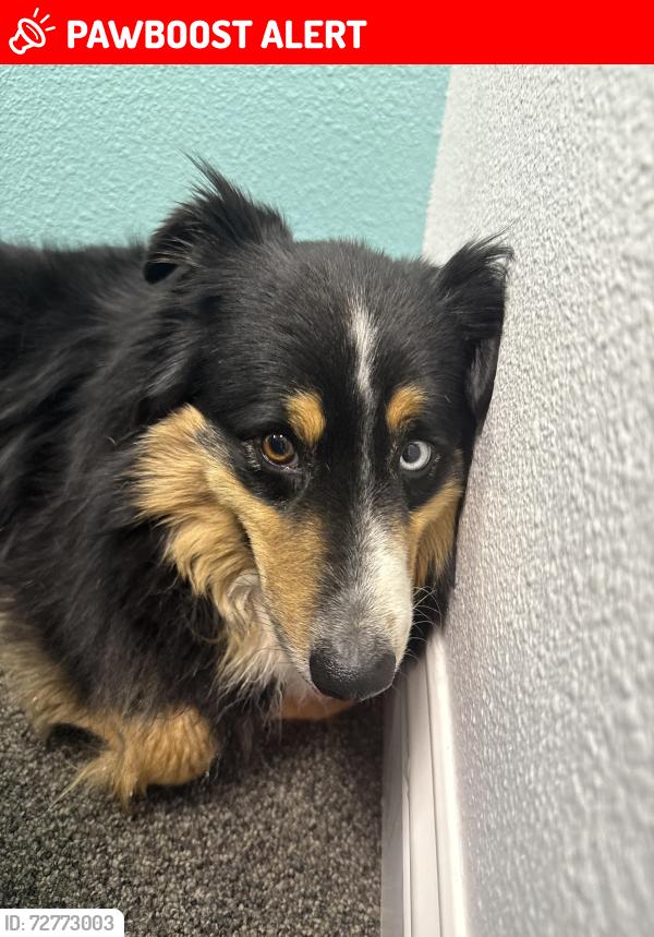 Lost Male Dog last seen Mavera, Montgomery County, TX 77302