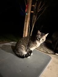 Found/Stray Female Cat last seen Gayfer and 181, Fairhope, AL 36532