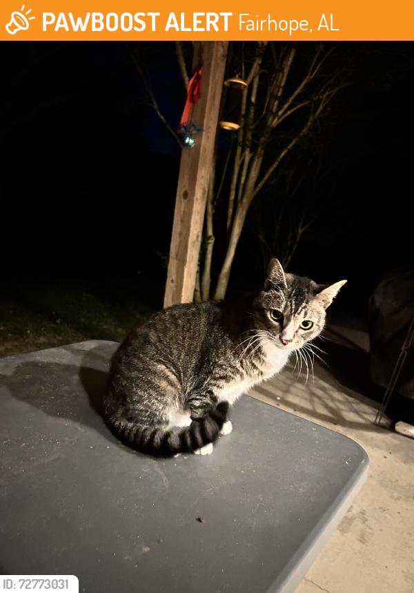 Found/Stray Female Cat last seen Gayfer and 181, Fairhope, AL 36532