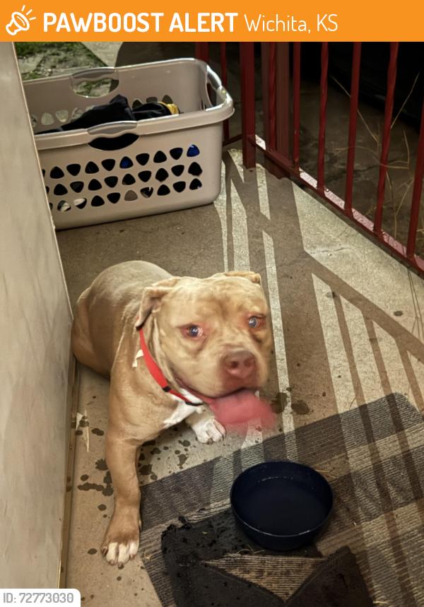 Found/Stray Male Dog last seen Hillside and 15th street, Wichita, KS 67214