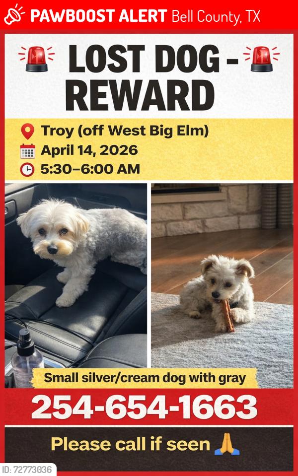 Lost Female Dog last seen West big Elm and McLennan Road in Troy, Bell County, TX 76579