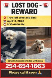 Lost Female Dog last seen West big Elm and McLennan Road in Troy, Bell County, TX 76579