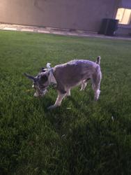 Found/Stray Male Dog last seen Monte Vista and Pebblecreek Pkwy , Goodyear, AZ 85395