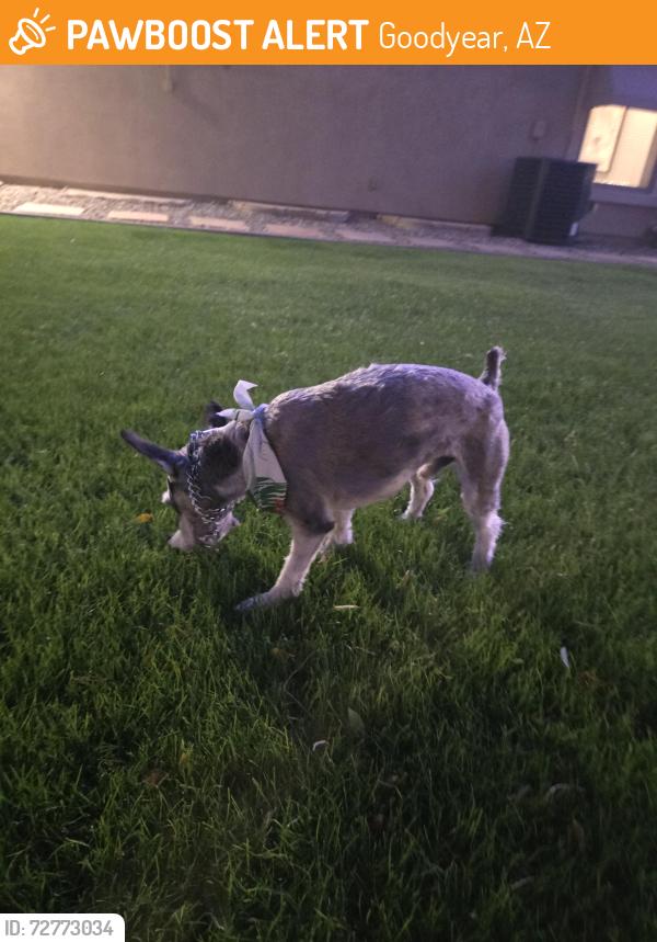 Found/Stray Male Dog last seen Monte Vista and Pebblecreek Pkwy , Goodyear, AZ 85395