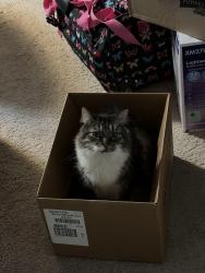 Lost Male Cat last seen 274th st, Lennox, SD 57039