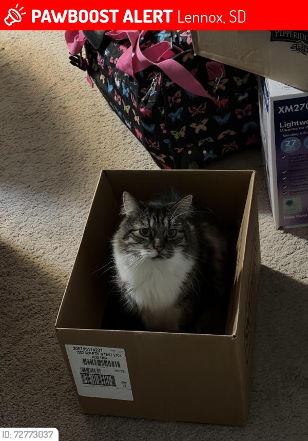 Lost Male Cat last seen 274th st, Lennox, SD 57039