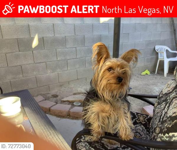 Lost Male Dog last seen hse near Camino and lone mt, North Las Vegas, NV 89031