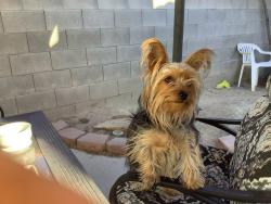 Lost Male Dog last seen hse near Camino and lone mt, North Las Vegas, NV 89031
