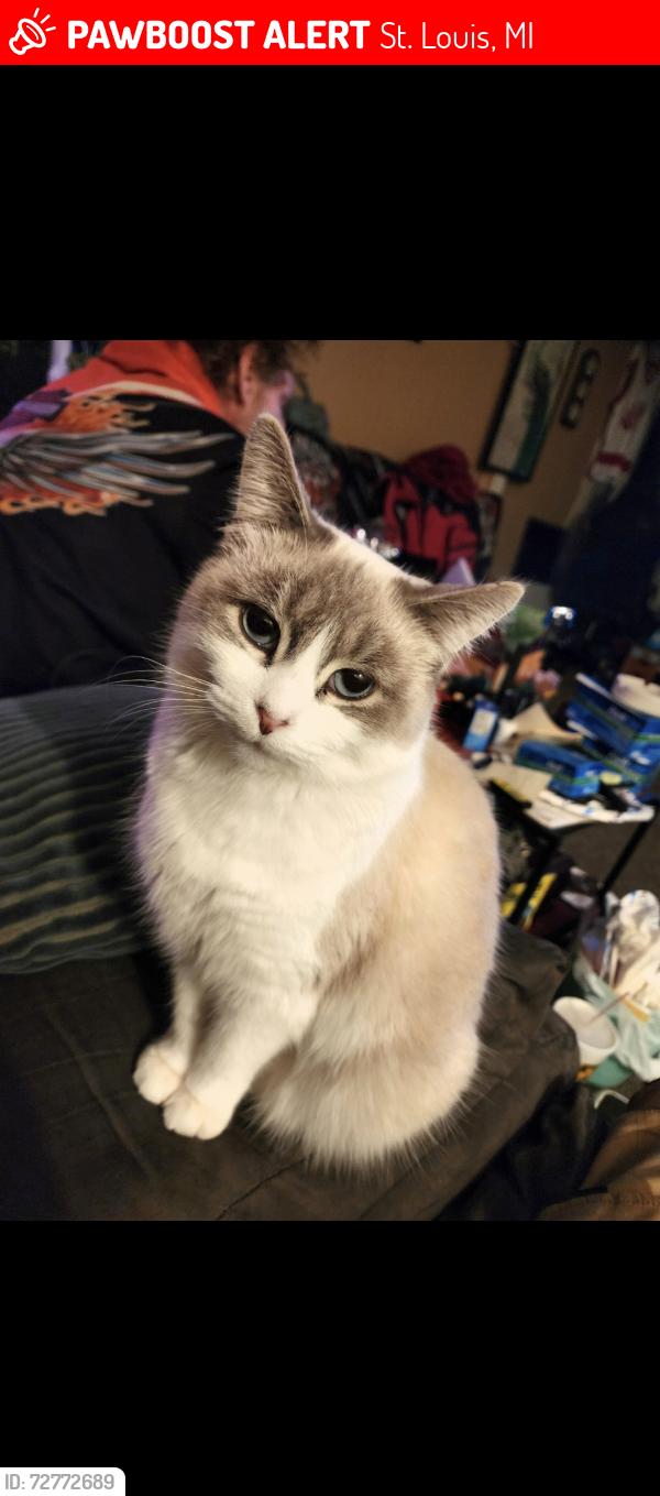 Lost Female Cat last seen Near South main street st louis michigan , St. Louis, MI 48880