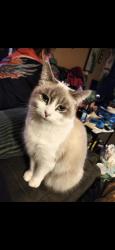 Lost Female Cat last seen Near South main street st louis michigan , St. Louis, MI 48880