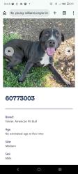 Lost Male Dog last seen Pelleux, Knoxville, TN 37938