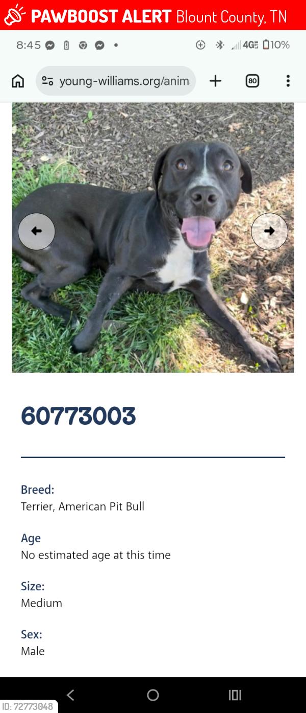 Lost Male Dog last seen Pelleux, Knoxville, TN 37938