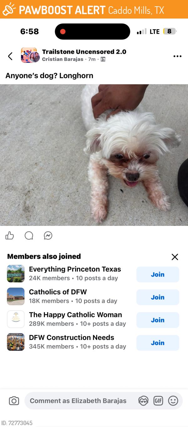 Found/Stray Female Dog last seen Trailstone community , Caddo Mills, TX 75135