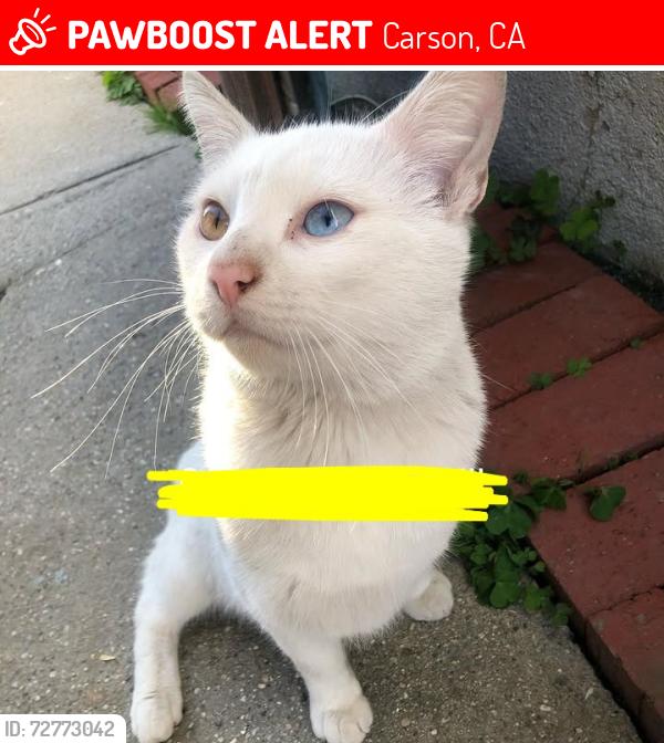 Lost Male Cat last seen Off the 405 and 710 freeway , Carson, CA 90810