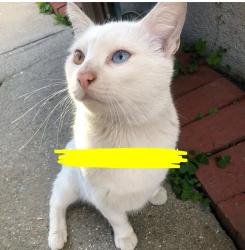 Lost Male Cat last seen Off the 405 and 710 freeway , Carson, CA 90810