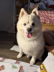 Found/Stray Male Dog last seen Nw 5th Avenue , North Miami, FL 33161