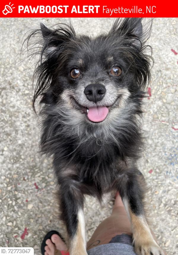 Lost Male Dog last seen Lafayette Village, Fayetteville, NC 28304