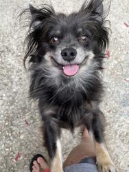 Lost Male Dog last seen Lafayette Village, Fayetteville, NC 28304