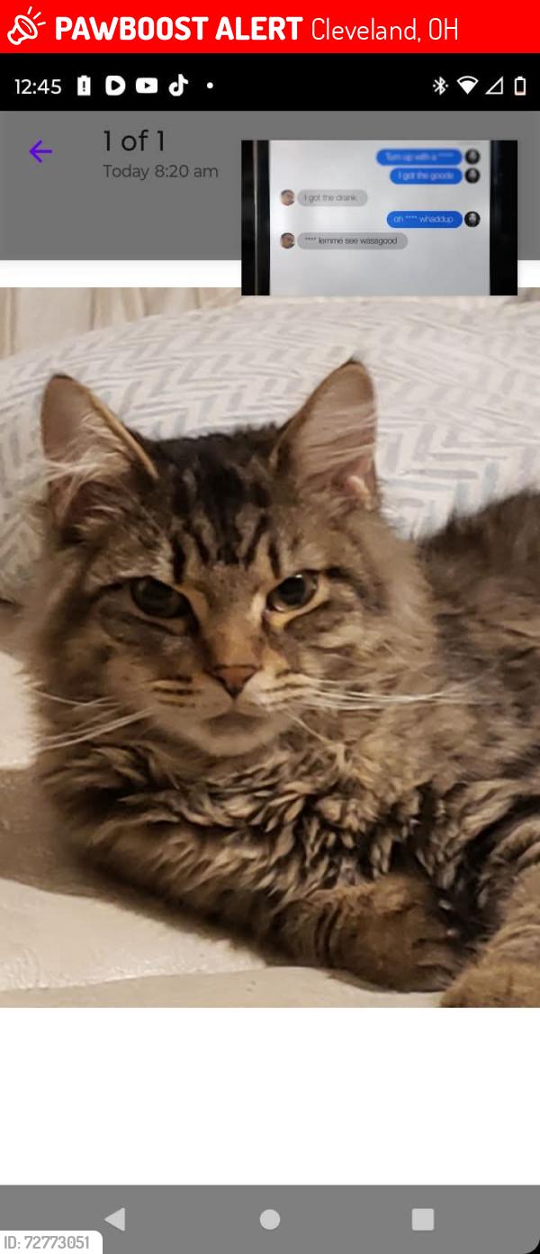 Lost Male Cat last seen Puritas Ave, Cleveland, OH 44135