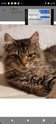 Lost Male Cat last seen Puritas Ave, Cleveland, OH 44135